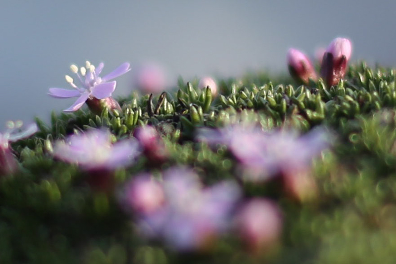 moss_campion