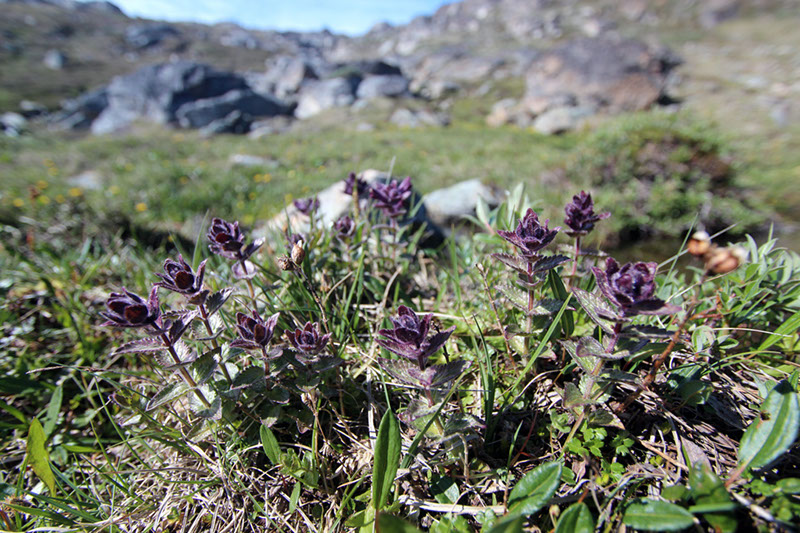 Bartsia_alpina