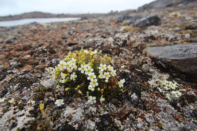 Minuartia_groenlandica