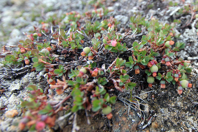 Vaccinium_uliginosum