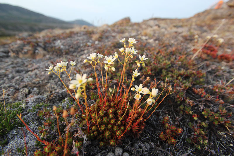 Saxifraga_sp