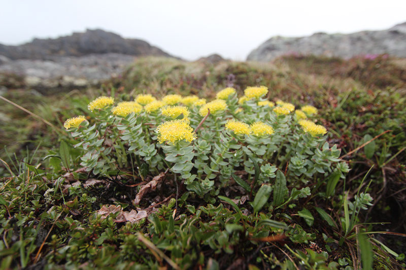 Rhodiola_rosea