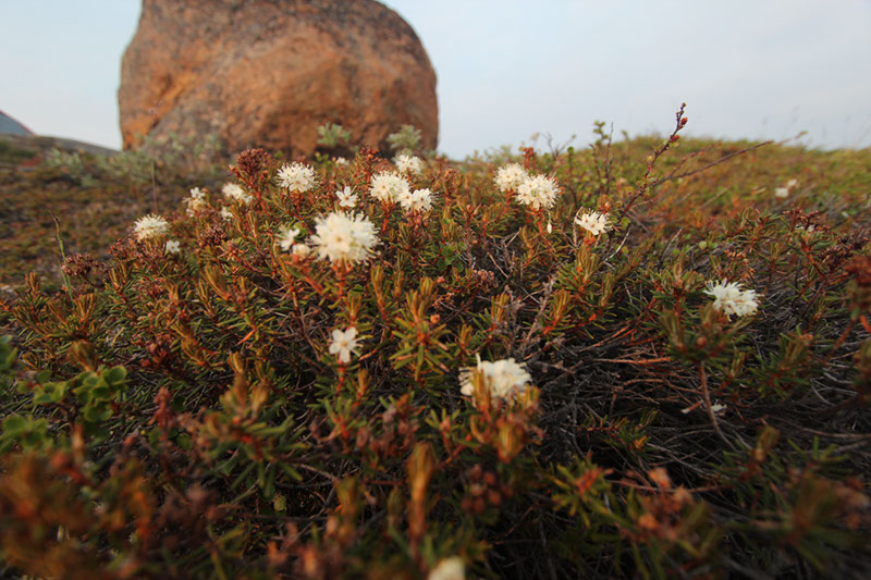 Rhododendron_tomentosum