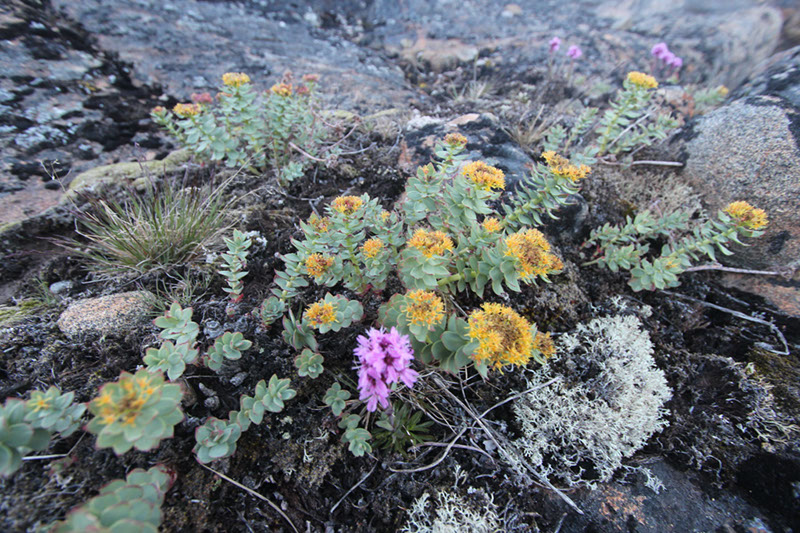 Rhodiola_rosea2