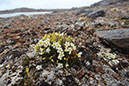 Minuartia_groenlandica