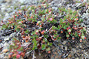 Vaccinium_uliginosum