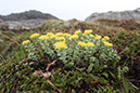 Rhodiola_rosea