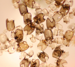 Chironomid head capsules